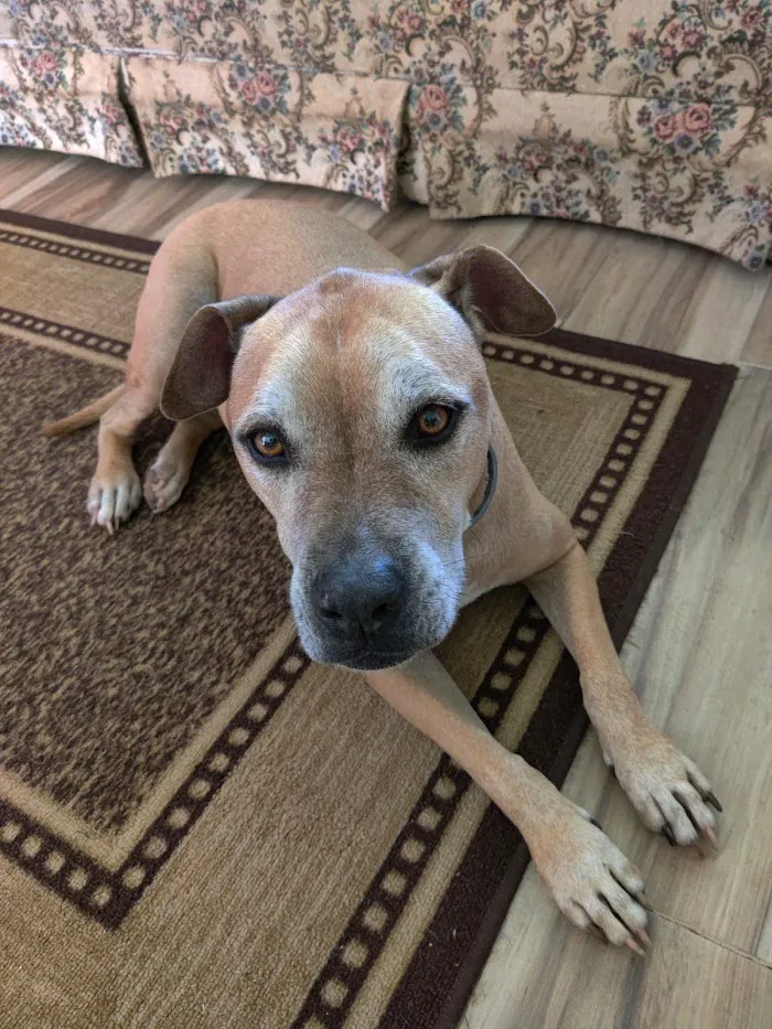 Snapfinger Creek Animal Hospital 8