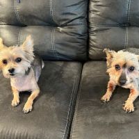 Columbia Belvedere Animal Hospital ico