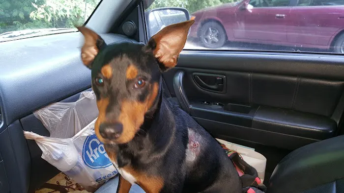 Columbia Belvedere Animal Hospital 12