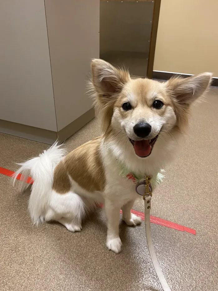 Crossroads Animal Hospital 10