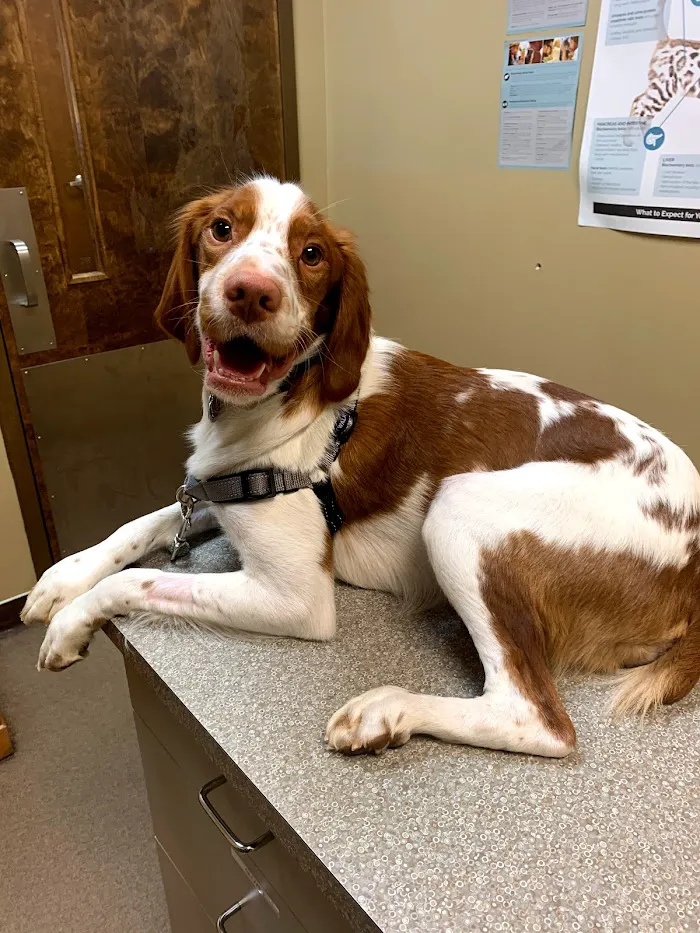 Crossroads Animal Hospital 9