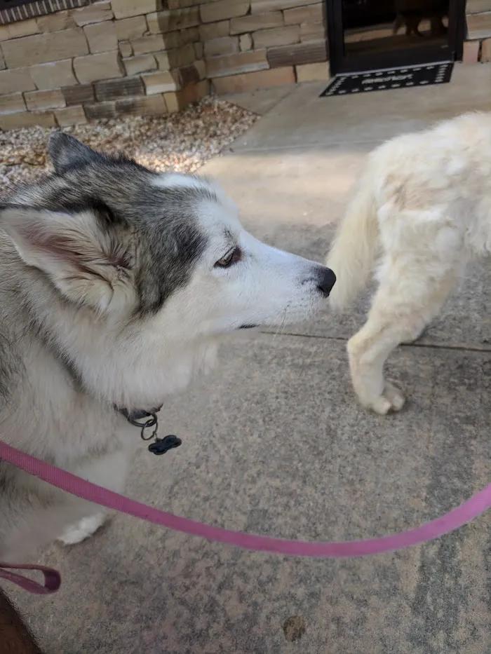 Crossroads Animal Hospital 8