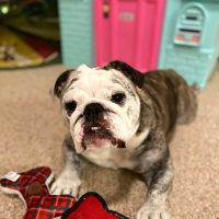 Crossroads Animal Hospital ico