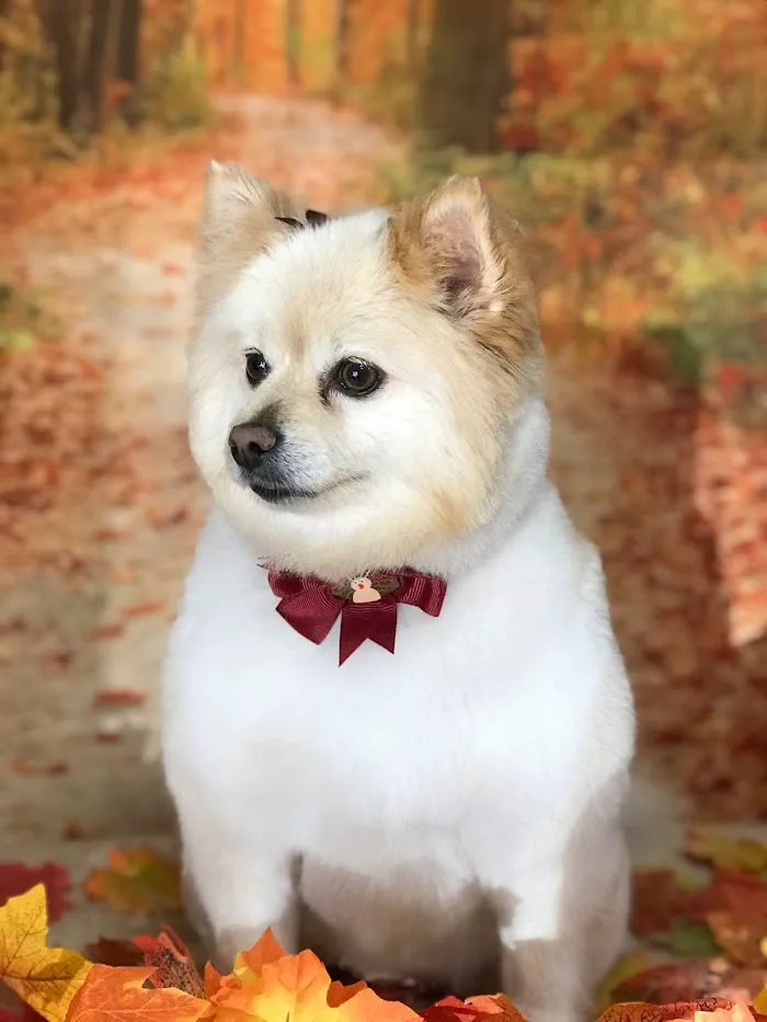 Crossroads Animal Hospital 4