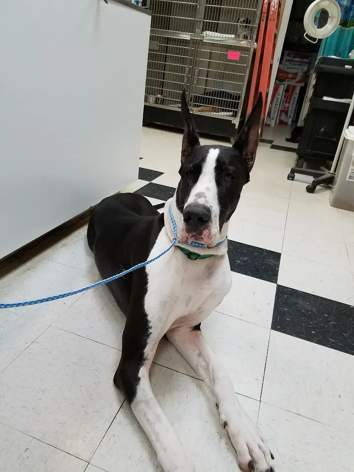 Newnan Animal Hospital 12