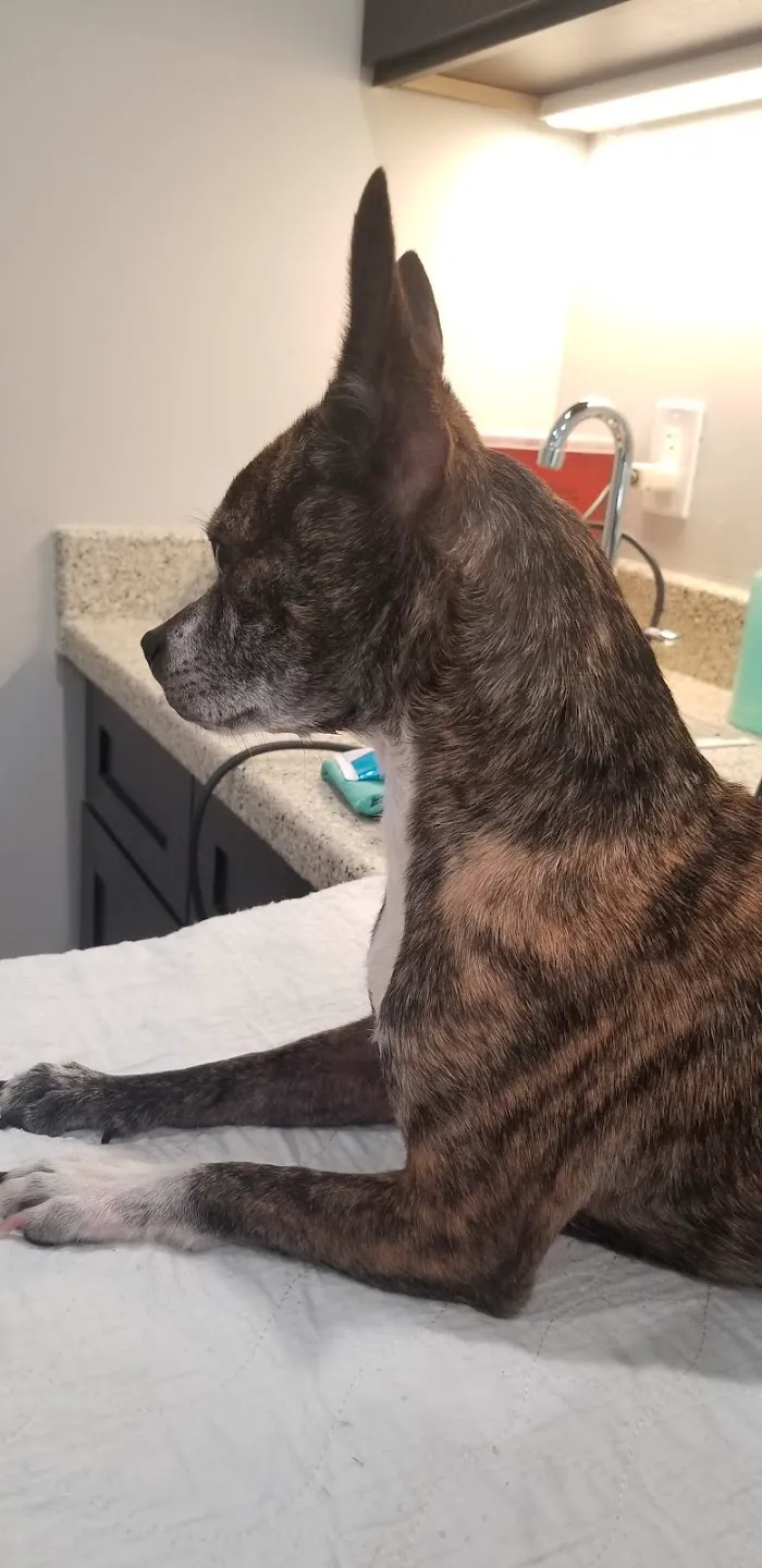 Newnan Animal Hospital 12