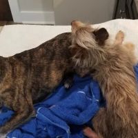Newnan Animal Hospital ico