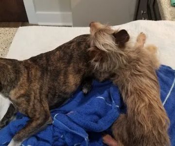 Newnan Animal Hospital