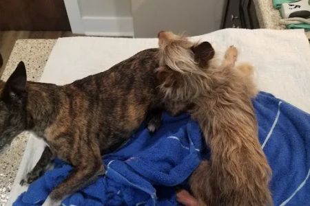 Newnan Animal Hospital