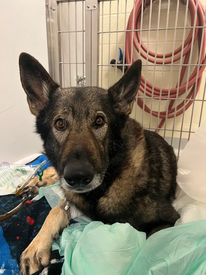 Newnan Animal Hospital 12