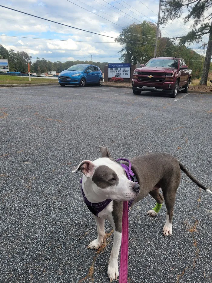 Kay Animal Hospital 12