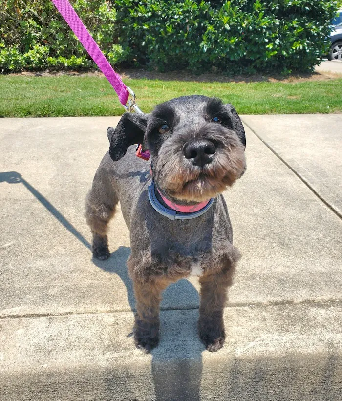 Family Friend Animal Hospital & Pet Lodge, Summerlin Boulevard, Newnan, GA 12