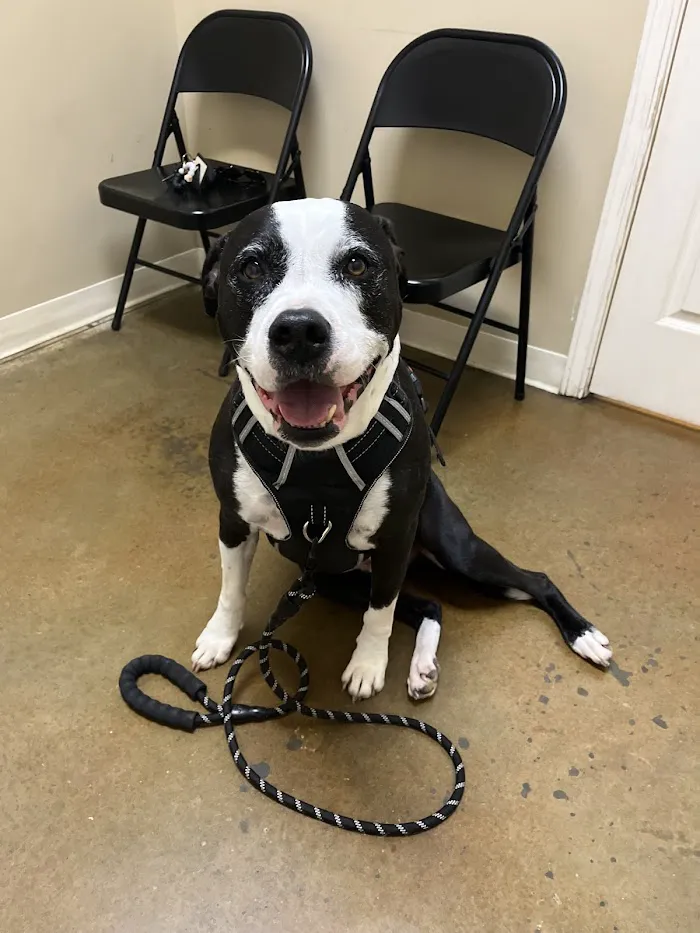 Family Friend Animal Hospital & Pet Lodge, Summerlin Boulevard, Newnan, GA 12