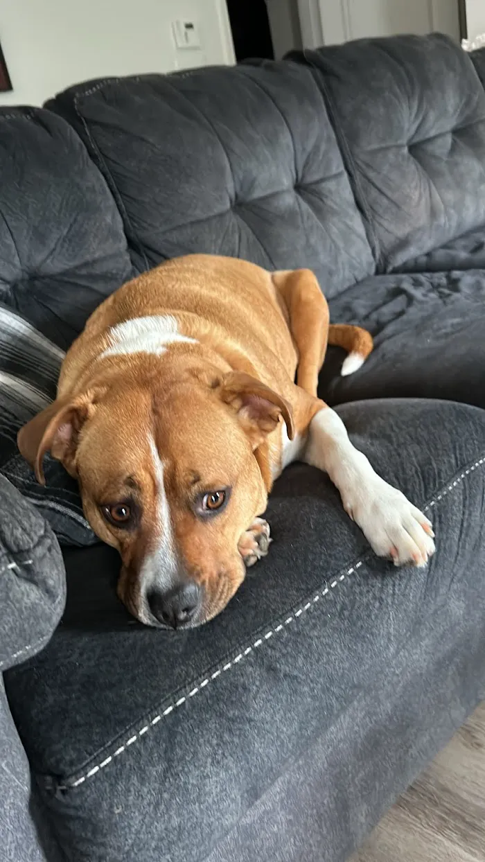 Banfield Pet Hospital 12