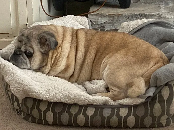 Banfield Pet Hospital 12