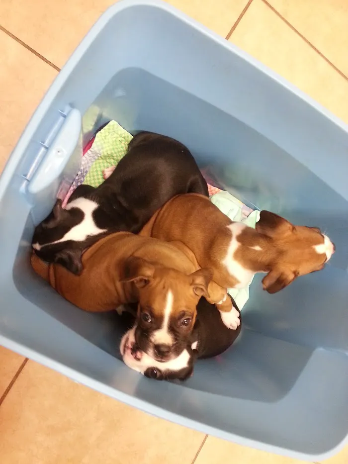 Crescent Veterinary Hospital 12