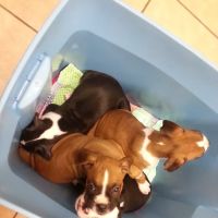 Crescent Veterinary Hospital ico