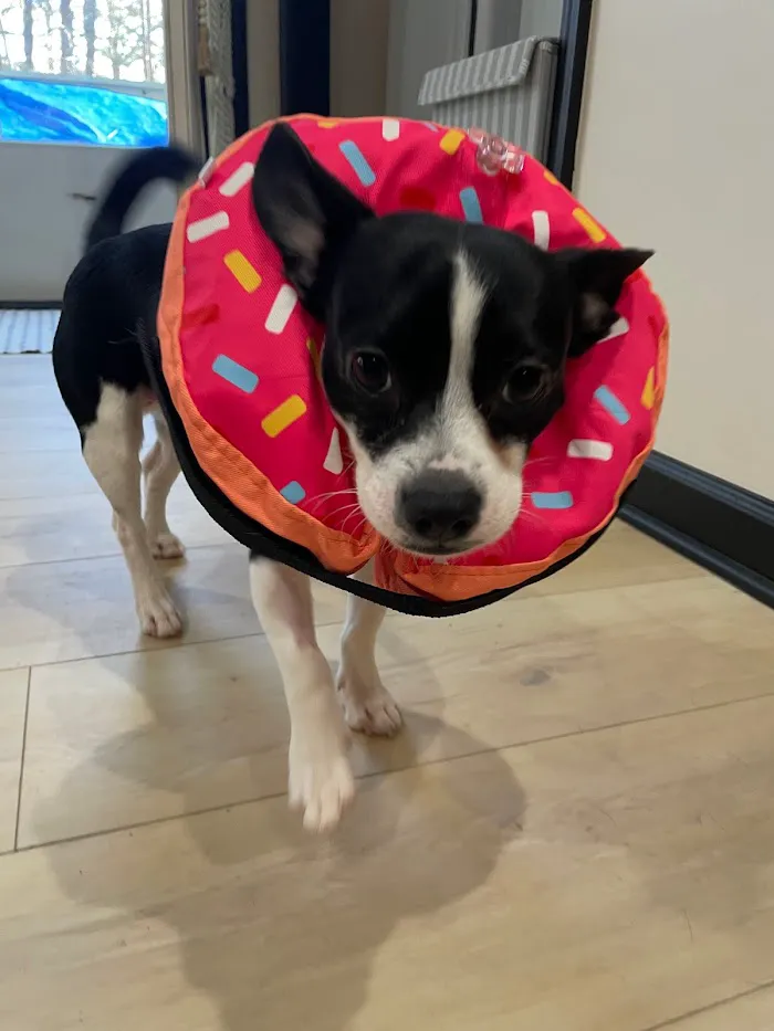 Bankhead Animal Hospital 12