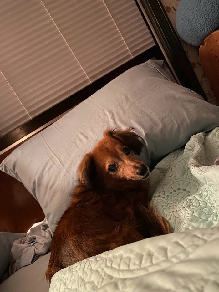 Bankhead Animal Hospital 12