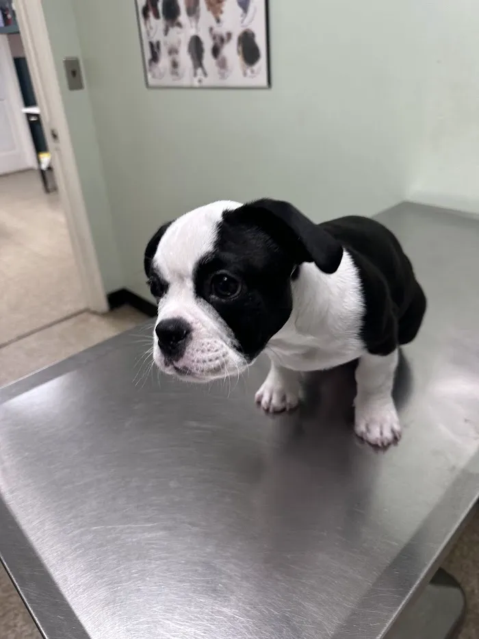 Bankhead Animal Hospital 12