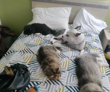 Remedy: Your Community Vet