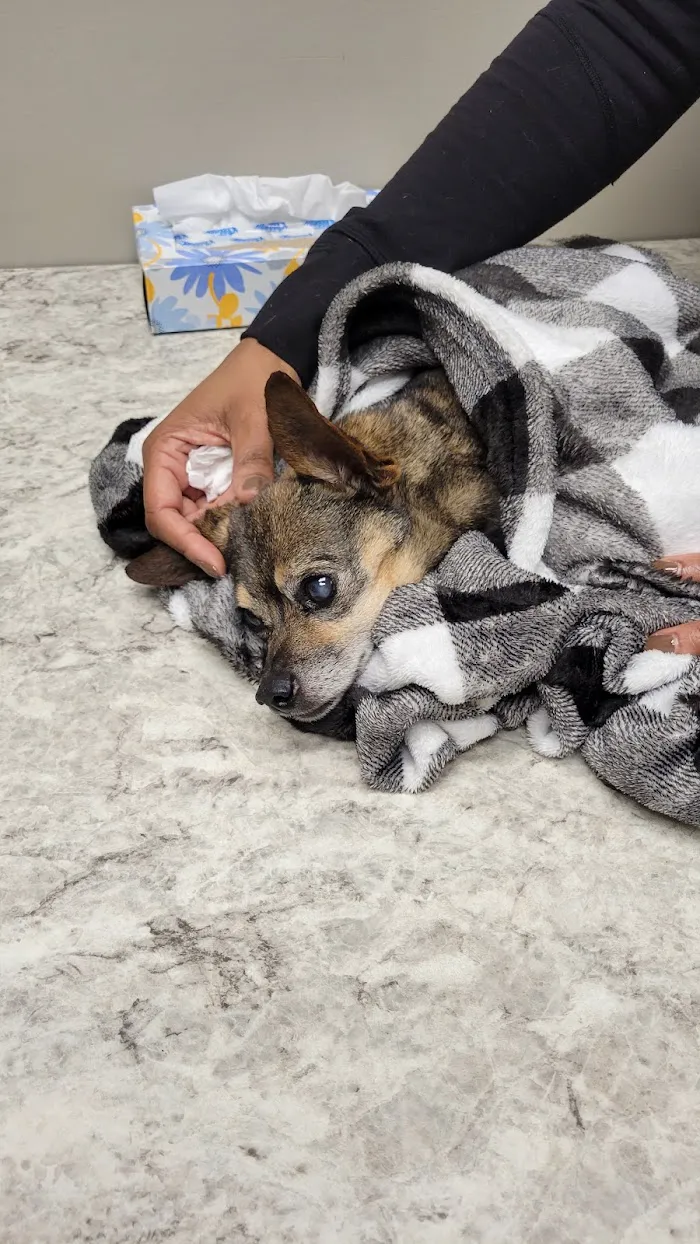 Bullard Animal Hospital 9