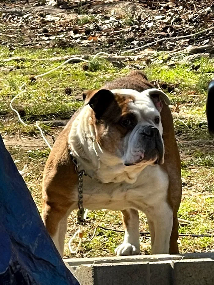 Bullard Animal Hospital 7