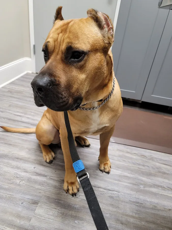 Bullard Animal Hospital 3