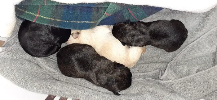 Westside Animal Emergency Clinic 12