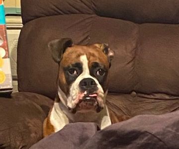 Westside Animal Emergency Clinic