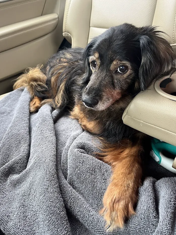Westside Animal Emergency Clinic 12