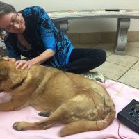 Inman Park Animal Hospital ico