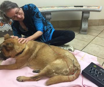 Inman Park Animal Hospital