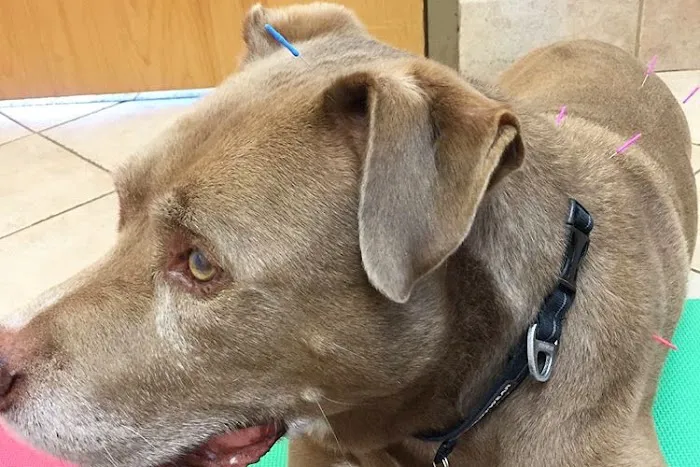 Inman Park Animal Hospital 5