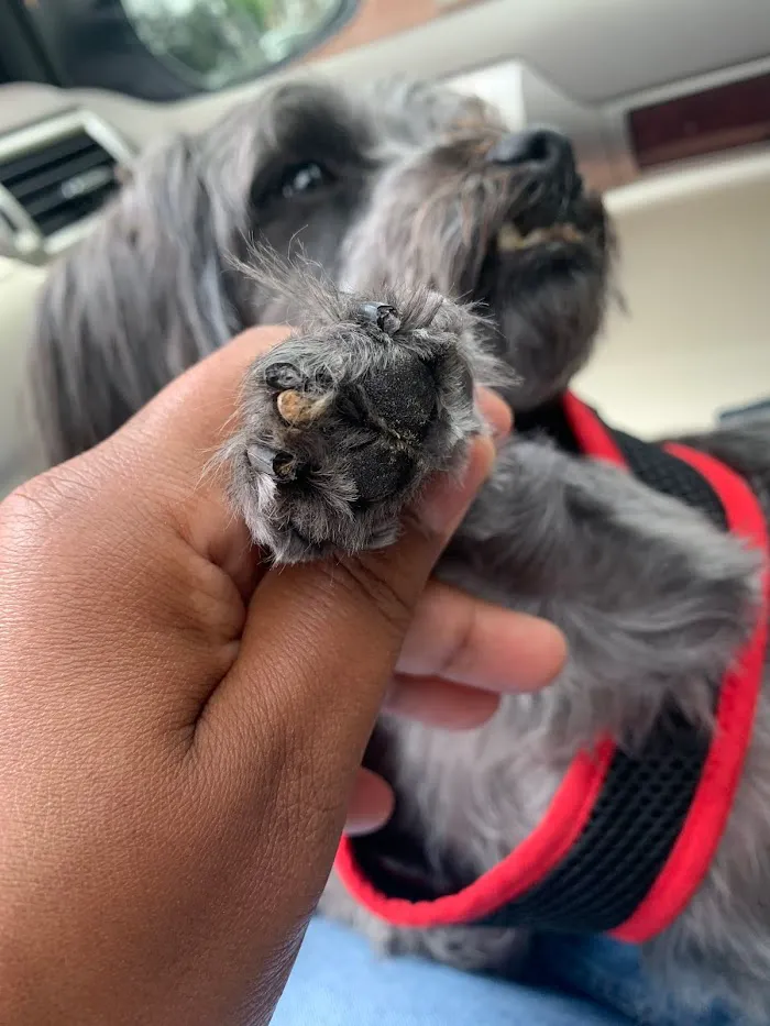 Inman Park Animal Hospital 8