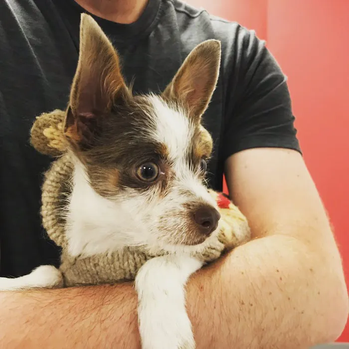 Inman Park Animal Hospital 6