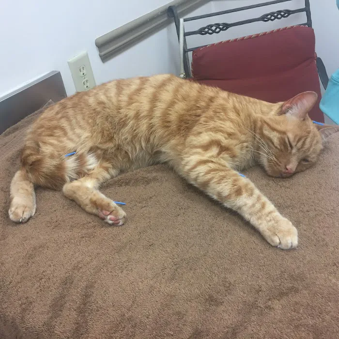 Inman Park Animal Hospital 7