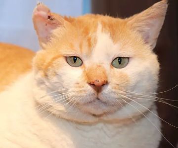 Douglasville Veterinary Hospital