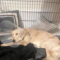 West Cobb Veterinary Clinic ico