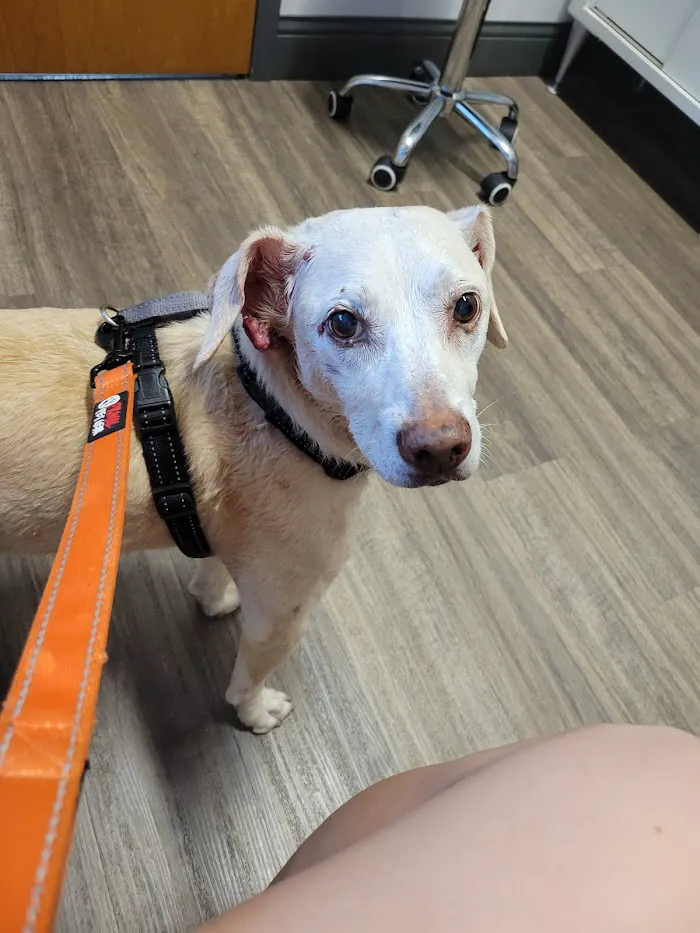 Common Companion Vet Co. 7