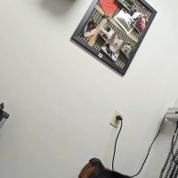 Animal Care Clinic ico