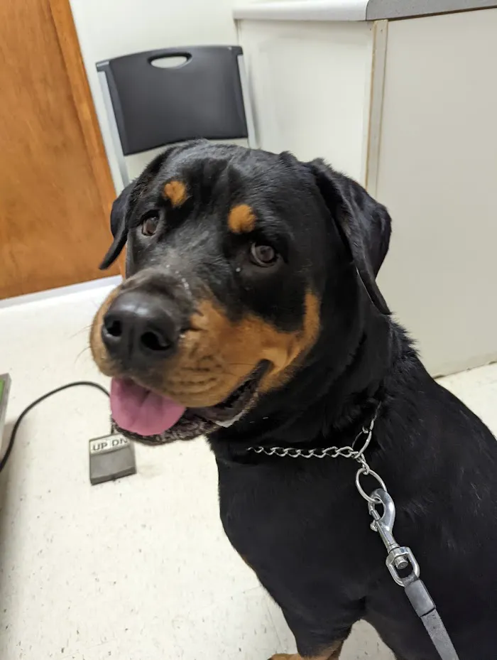 Animal Care Clinic 12