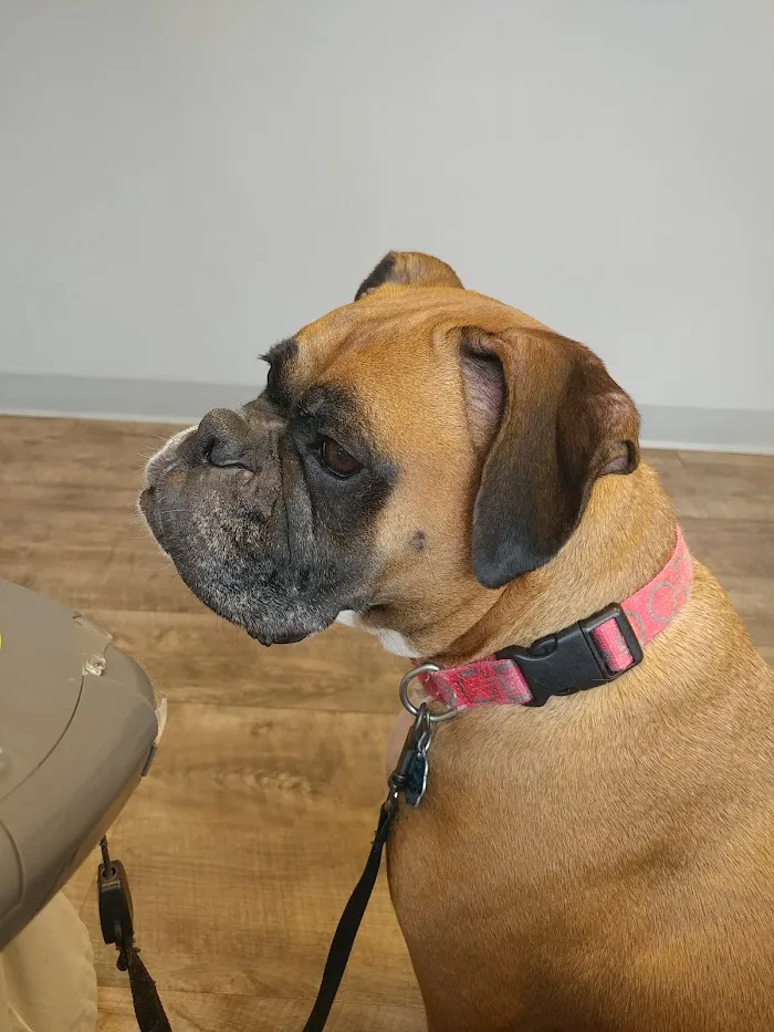 West End Animal Wellness Center 7