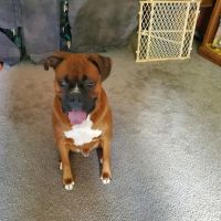 Sweetwater Creek Animal Hospital ico