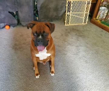 Sweetwater Creek Animal Hospital
