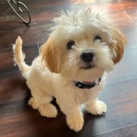 PetVet Vaccination Clinic ico