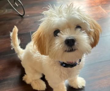 PetVet Vaccination Clinic