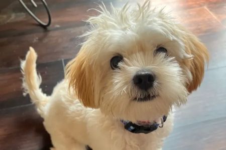 PetVet Vaccination Clinic