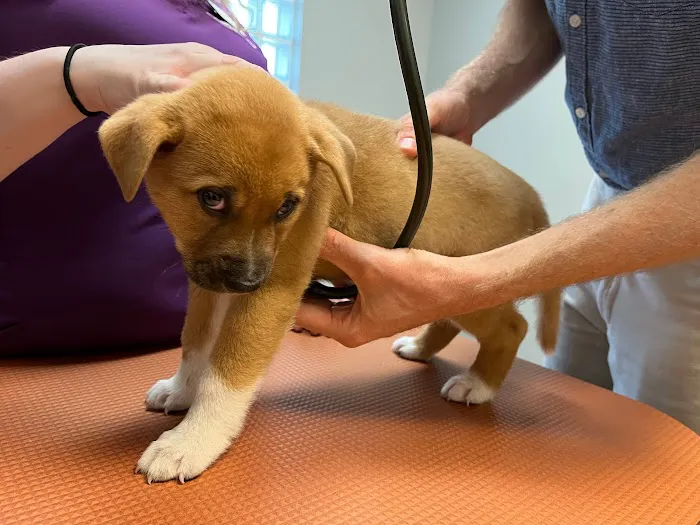 VCA College Park Animal Hospital 3