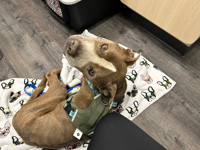 VCA College Park Animal Hospital 6
